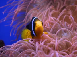 Descubre los nombres y tipos de pescados rojos en España y sus propiedades