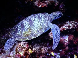 Descubre los colores favoritos de Acuario y su relación con el zodiaco