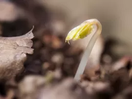 Explorando el récord de longevidad y vida en el mundo humano