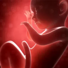 El desarrollo de tu bebé en el octavo mes de embarazo