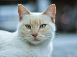 Guía para elegir el nombre ideal para tu gato naranja, amarillo o rubio