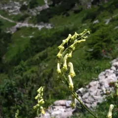 Descubriendo el significado y origen de "Daira": poderoso nombre en la cultura e historia.