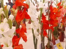 Creación de una tirolina personalizada con los mejores equipos de marcas líderes