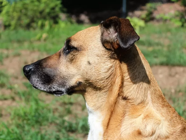 a mi perro le tiembla la cabeza causas y que hacer