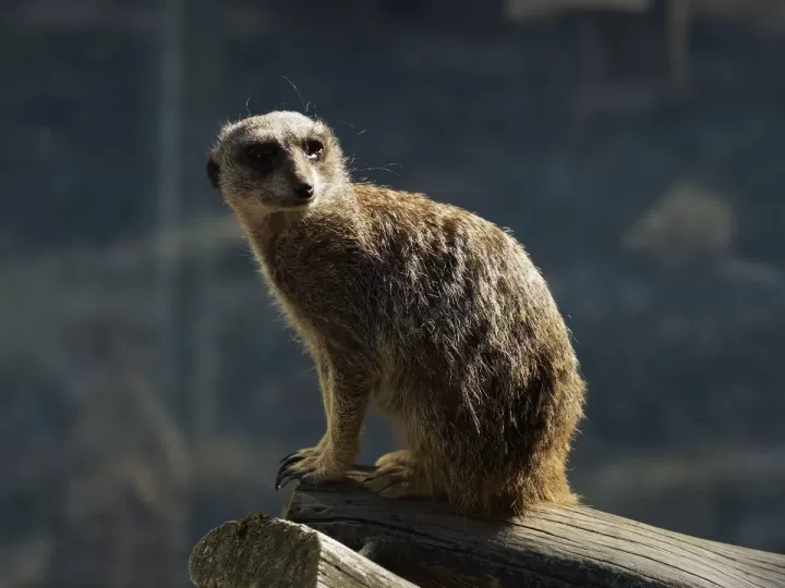 animales que empiezan por t