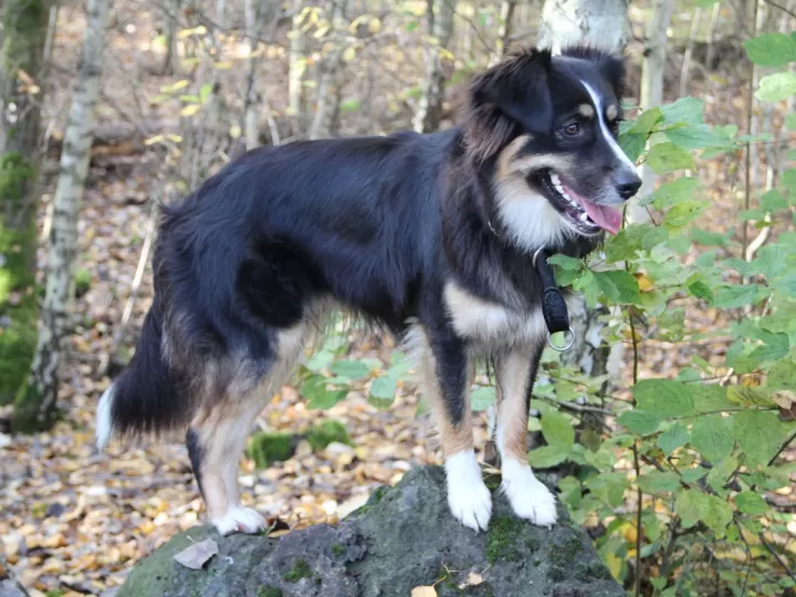 border collie raza peligrosa