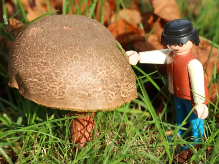 carype playmobil