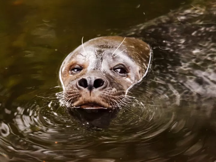 cinturon argentino marron y azul marino