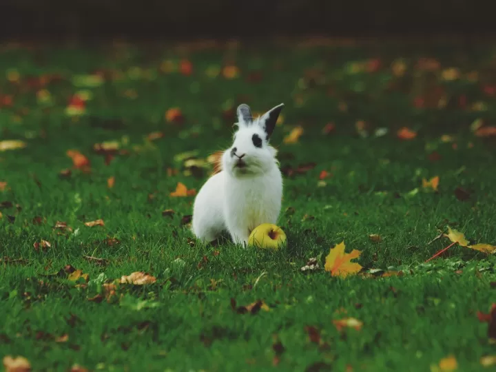 como saber si un conejo tiene frio