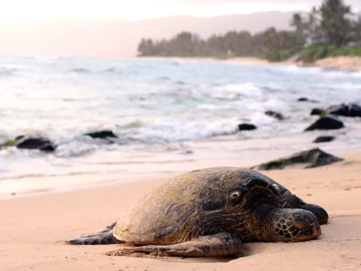 de que se alimentan las tortugas marinas