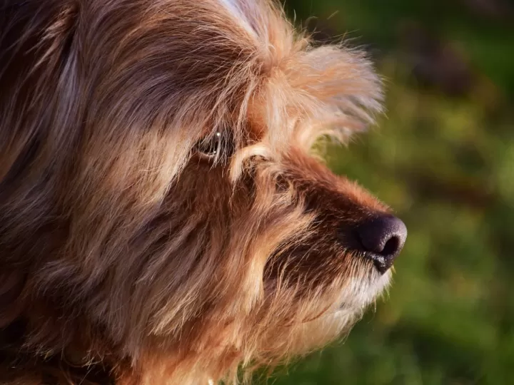 hernia discal en perros sintomas tratamiento y recuperacion