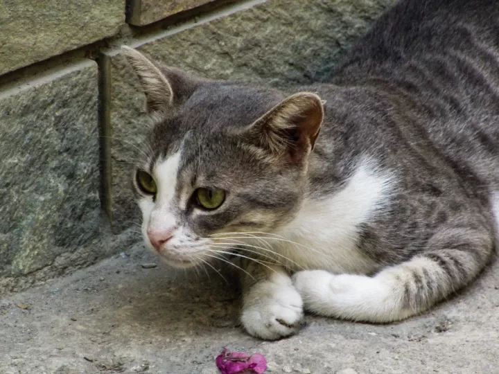 hipoplasia cerebelosa en gatos sintomas y tratamiento