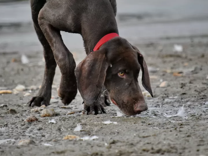 liquido para que los perros orinen en un solo lugar