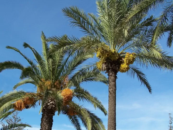 mercadona datiles medjoul 2