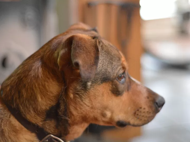 mi perro tiene el borde de los ojos rojos