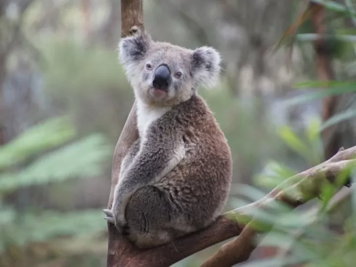 my fuzzy friends koala carrefour