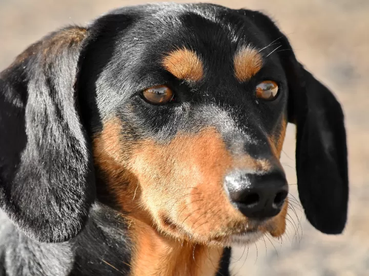 nombres de perros cazadores