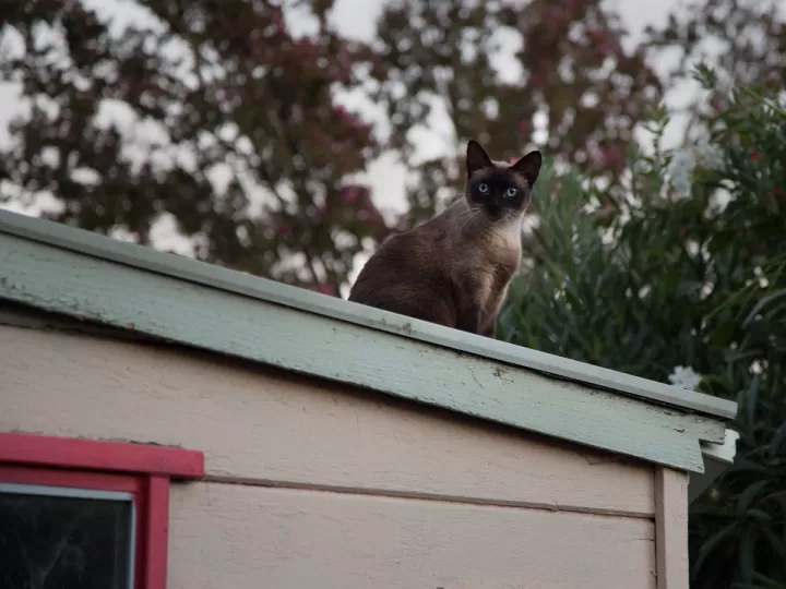 nombres para gatos nombres para gatos negro