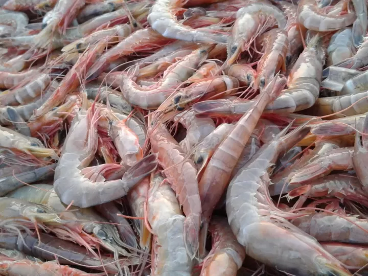 nuevos productos certis a base de algas marinas