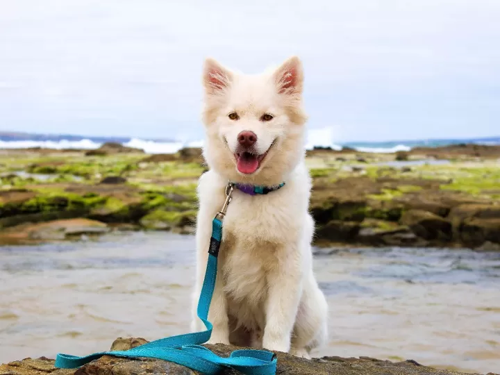piscinas para perros en barcelona