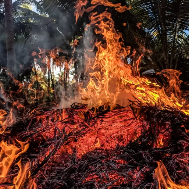 que es el fuego bacteriano en frutales de pepita erwinia amylovora y como tratarlo