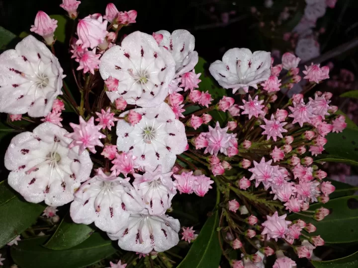 que significa la flor de laurel