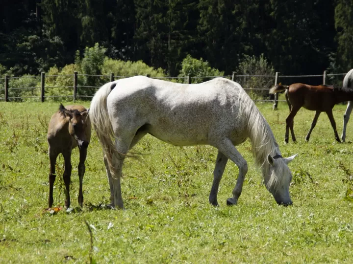razas de caballos espanoles