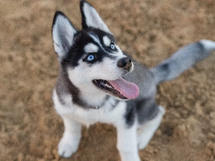 tipos de husky existen realmente