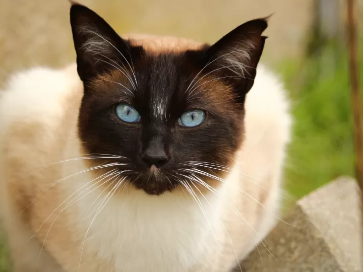 tobrex para gatos dosis posologia y precio
