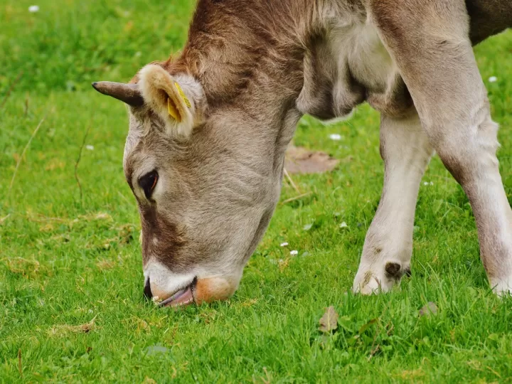 todo sobre la alergia a la leche de vaca